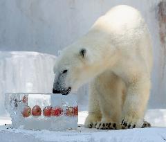 Ice block presented to polar bear at Osaka zoo