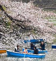 Cherry blossoms burst into bloom across Tokyo, 2 days later than 2016
