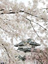 Cherry blossoms in full bloom at Aomori park