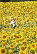 Best season to view sunflowers in Hokkaido town