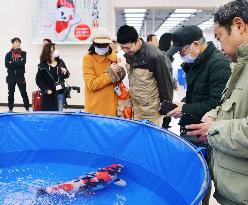 Japan's Nishikigoi carp gaining popularity overseas