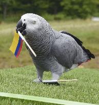 Football: World Cup parrot oracle
