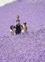 Lavender flowers bloom at Hokkaido farm