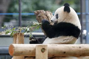 Panda at Tokyo zoo