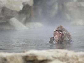 Monkey in Japanese hot spring