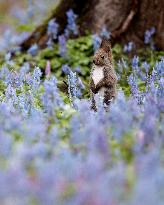 Hokkaido squirrel in Japan