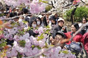 Cherry blossom viewing in Osaka