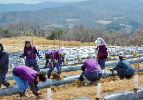 Fukushima district aims to become wine region