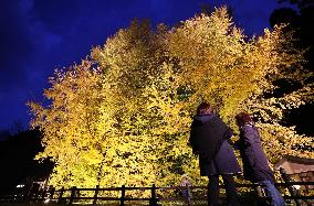 Biggest ginkgo tree in Japan