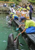 Whale teeth brushing show in western Japan