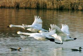 Bewick's swans leave for north