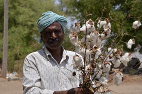 Indian farmers eye traditional cotton as GM variety loses favor