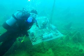 Japanese team surveys plants on Antarctica lake floor