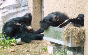 "Lazy" bears at Hokkaido zoo draw smiles