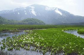 (1)Skunk cabbages in full bloom at Ozegahara marshy plain