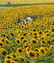 1.3 mil. sunflowers in full bloom