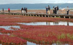 'Akkesiso' turn red in eastern Hokkaido