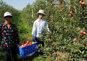 N. Korea farmers harvest apples