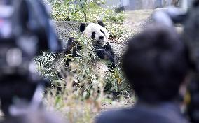 Giant pandas fail to mate at Ueno Zoo in Tokyo