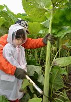 Harvest season for largest Japanese butterburs in Hokkaido