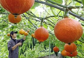 Pumpkins are hung in air