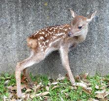Year's first fawn born at Nara Park