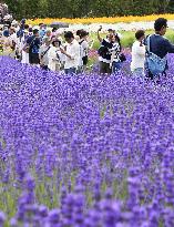 Lavender flowers at Hokkaido farm attract visitors