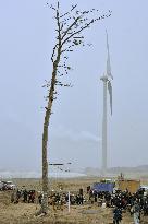 Farewell to pine in Fukushima, symbol of reconstruction