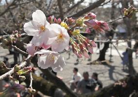 Cherry blossoms at Tokyo shrine