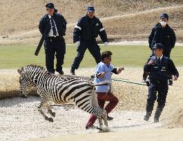 Runaway zebra drowns after tranquilizer shot