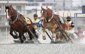 Capacity test for "banei" horse racing