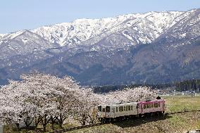 Cherry blossoms in Yamagata