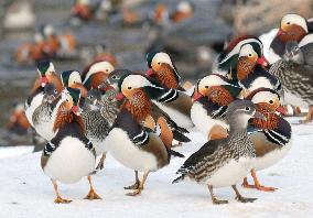 Madarin ducks resting