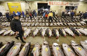 New film on Tsukiji fish market captures essence of "Japan's lively kitchen"