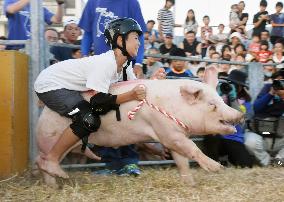 Last "pig rodeo" held