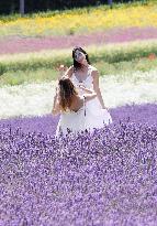 Lavender flowers bloom at Hokkaido farm