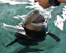 Baby porpoise at western Japan aquarium