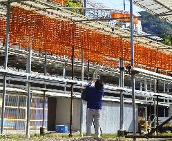 Production of skewered persimmons in western Japan