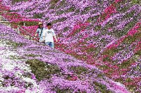 Pink flower 'carpet' in Hokkaido