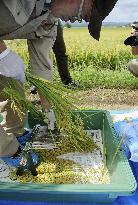Fukushima tests rice for radioactive matter