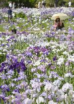 Japanese iris in full bloom at Tokyo park