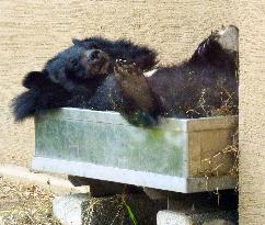 "Lazy" bears at Hokkaido zoo draw smiles