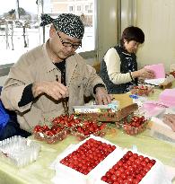 Quality Japanese cherries for year's 1st shipment