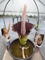 World's largest flower blooms