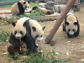 'Olympic' pandas at Beijing Zoo unveiled to media