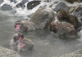 Monkeys enjoy open-air spa