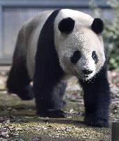 Giant pandas fail to mate at Ueno Zoo in Tokyo