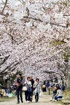 Cherry blossoms in full bloom in Fukuoka