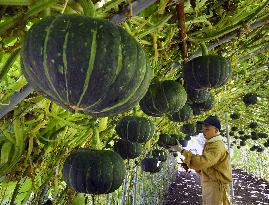 "Flying pumpkins" ripe enough for harvest in Hokkaido