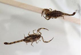 Lesser brown scorpions